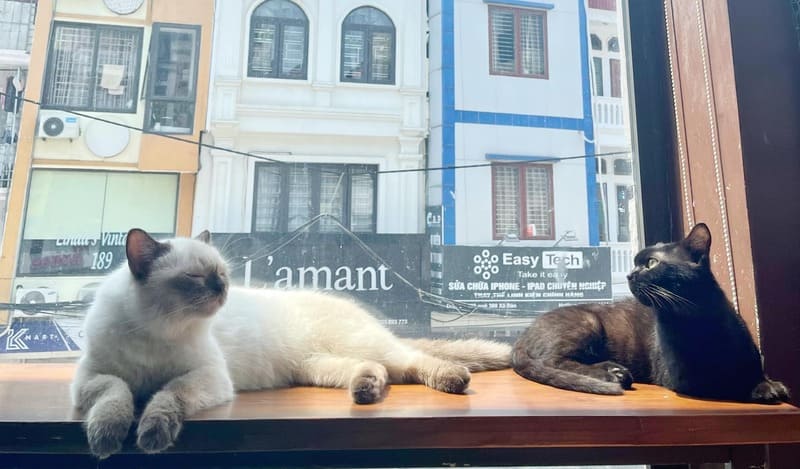 Hai con mèo, một trắng và một đen, nằm thư giãn trên bậu cửa sổ, phía sau là dãy nhà phố.