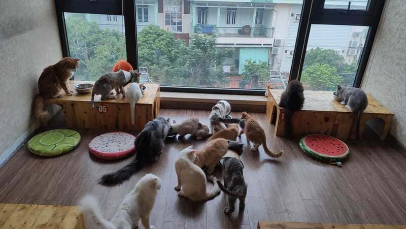 Nhiều con mèo đang ngồi và nằm trong một phòng lớn với cửa sổ kính, xung quanh là đệm hình trái cây.