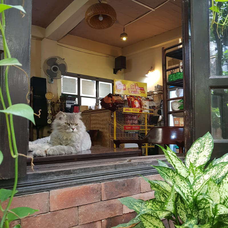 Chú mèo lông xù nằm cạnh cửa sổ mở, bên trong là cửa hàng với các sản phẩm và cây xanh trang trí.