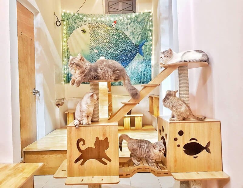 Một nhóm mèo đang chơi trên bộ đồ chơi bằng gỗ, với bức tranh cá lớn treo trên tường phía sau.