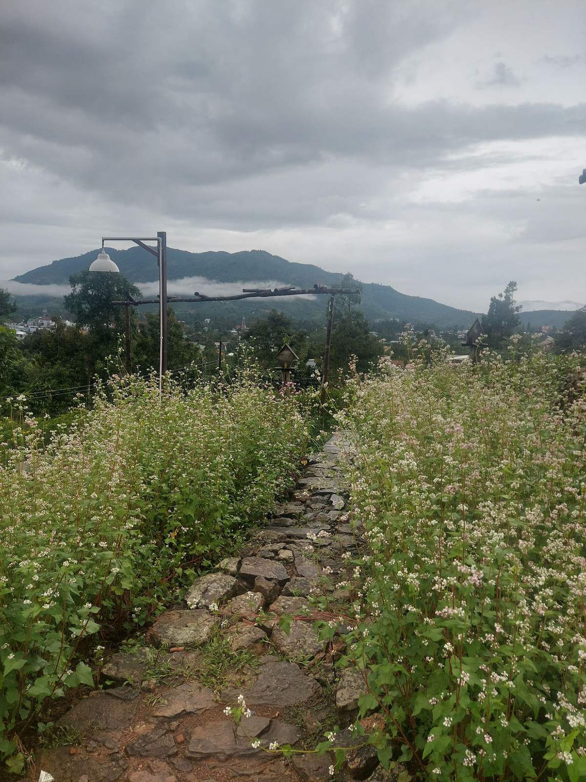 Con đường đ&aacute; nhỏ giữa c&aacute;nh đồng hoa, xa xa l&agrave; n&uacute;i v&agrave; bầu trời nhiều m&acirc;y.