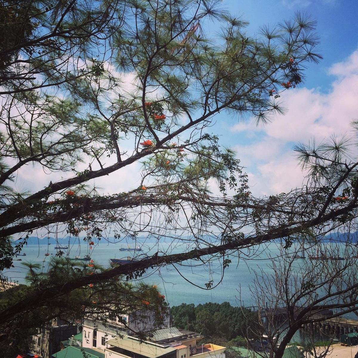 C&agrave;nh c&acirc;y với hoa đỏ tr&ecirc;n nền trời xanh, b&ecirc;n dưới l&agrave; quang cảnh biển v&agrave; m&aacute;i nh&agrave;.