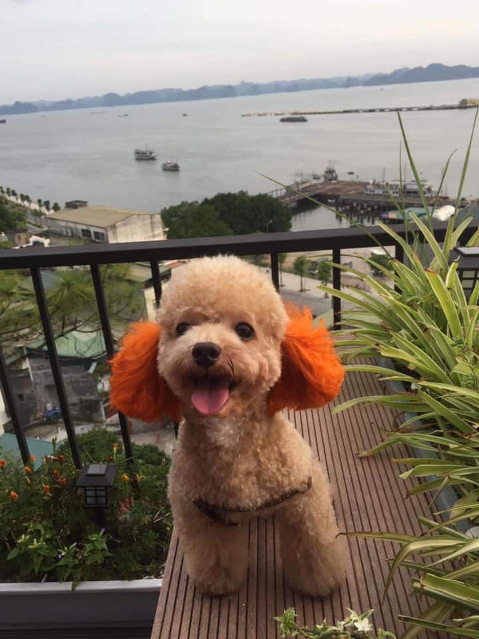 Ch&uacute; ch&oacute; l&ocirc;ng xoăn đứng tr&ecirc;n ban c&ocirc;ng, ph&iacute;a sau l&agrave; khung cảnh biển v&agrave; thuyền.