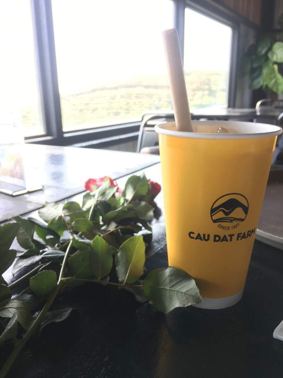 Ly nước màu vàng với ống hút trên bàn gần cửa sổ, bên cạnh là một cành hoa với nhiều lá xanh.