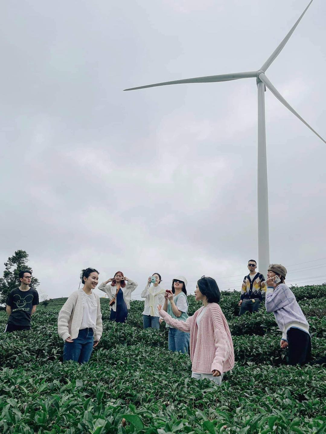 Nhóm người đứng trong vườn chè, phía sau là cối xay gió lớn dưới bầu trời nhiều mây.