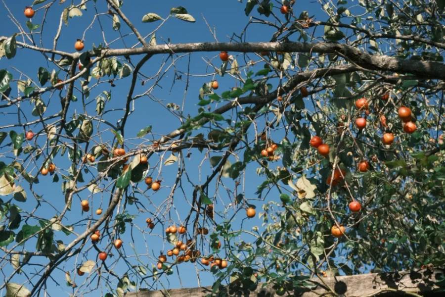 C&acirc;y với những quả m&agrave;u cam đỏ, l&aacute; xanh, đứng dưới bầu trời xanh trong.