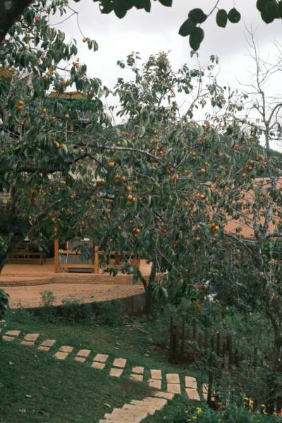 C&acirc;y hồng trĩu quả trong khu vườn với con đường l&aacute;t đ&aacute; dẫn đến ng&ocirc;i nh&agrave; ph&iacute;a xa.