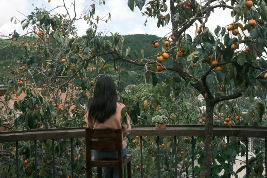 Người ngồi tr&ecirc;n ban c&ocirc;ng nh&igrave;n ra vườn c&acirc;y hồng trĩu quả với khung cảnh đồi n&uacute;i xanh mướt ph&iacute;a xa.