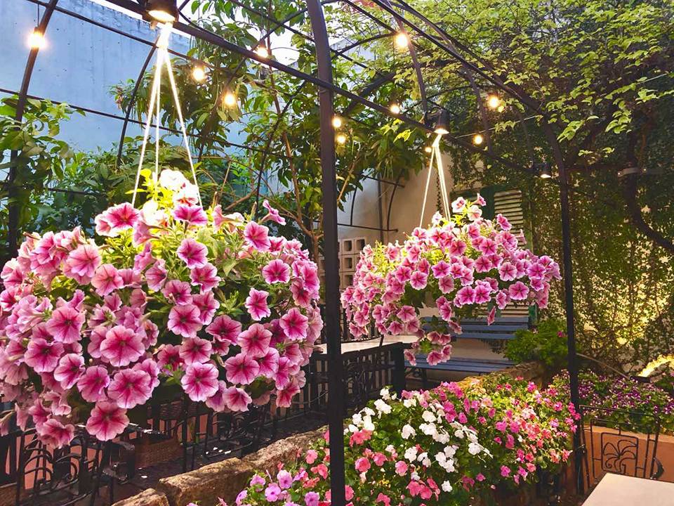 Gi&agrave;n hoa dạ yến thảo m&agrave;u hồng v&agrave; trắng treo dưới m&aacute;i v&ograve;m, &aacute;nh đ&egrave;n v&agrave;ng chiếu s&aacute;ng, xung quanh l&agrave; c&acirc;y xanh.