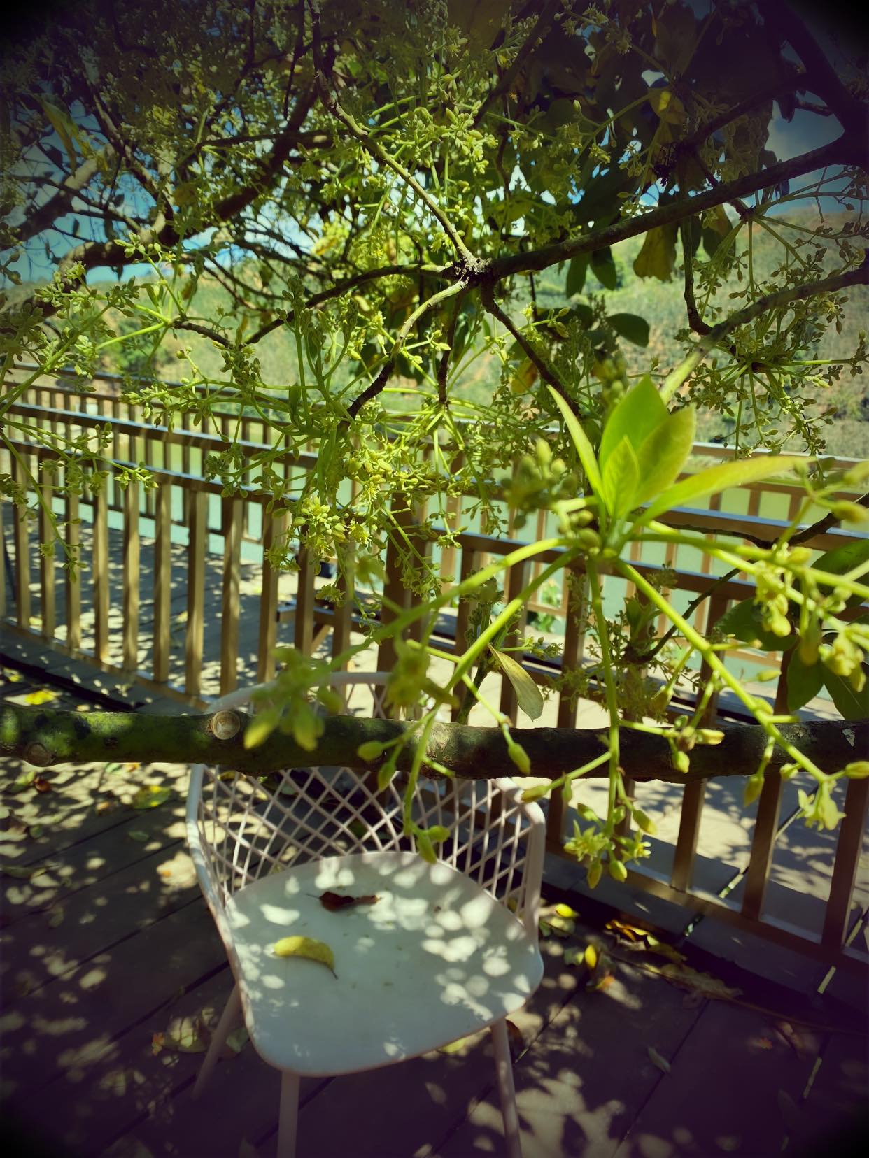 C&agrave;nh c&acirc;y xanh tươi với hoa nhỏ, ph&iacute;a sau l&agrave; h&agrave;ng r&agrave;o gỗ v&agrave; ghế trắng ngo&agrave;i trời c&oacute; l&aacute; c&acirc;y rơi tr&ecirc;n mặt b&agrave;n.