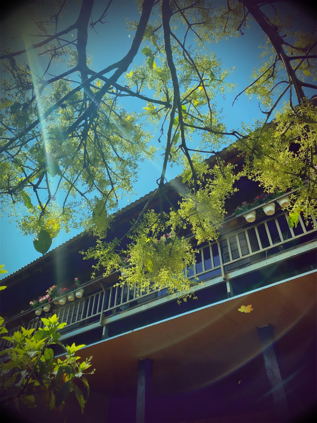 C&acirc;y xanh v&agrave; hoa nở tr&ecirc;n ban c&ocirc;ng, &aacute;nh nắng chiếu xuy&ecirc;n qua nh&aacute;nh c&acirc;y, bầu trời trong xanh.