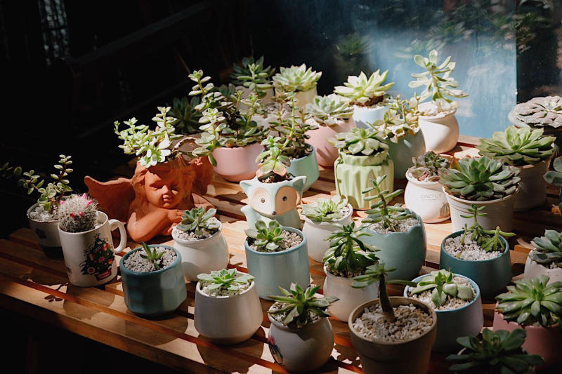 Nhiều chậu c&acirc;y xương rồng v&agrave; sen đ&aacute; nhỏ đặt tr&ecirc;n b&agrave;n gỗ, &aacute;nh s&aacute;ng tự nhi&ecirc;n chiếu v&agrave;o từ cửa sổ.