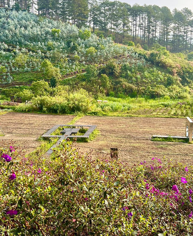 C&aacute;nh đồng hoa t&iacute;m nổi bật trước đồi c&acirc;y xanh, với lối đi bằng gỗ dẫn v&agrave;o giữa khu vực trồng trọt.