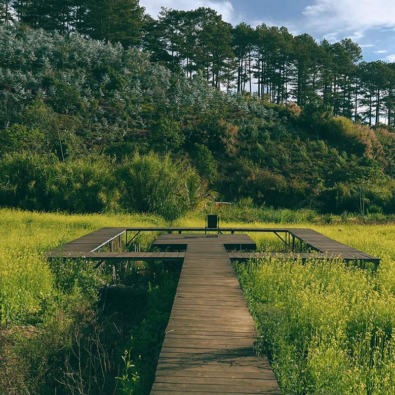 Lối đi bằng gỗ giữa c&aacute;nh đồng hoa v&agrave;ng, dẫn đến một chiếc ghế đơn, bao quanh bởi rừng c&acirc;y xanh tươi.