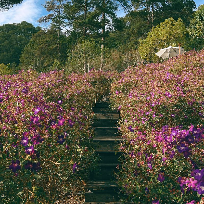 Cầu thang gỗ dẫn qua c&aacute;nh đồng hoa t&iacute;m nở rộ, bao quanh l&agrave; c&acirc;y cối xanh tươi dưới bầu trời trong xanh.