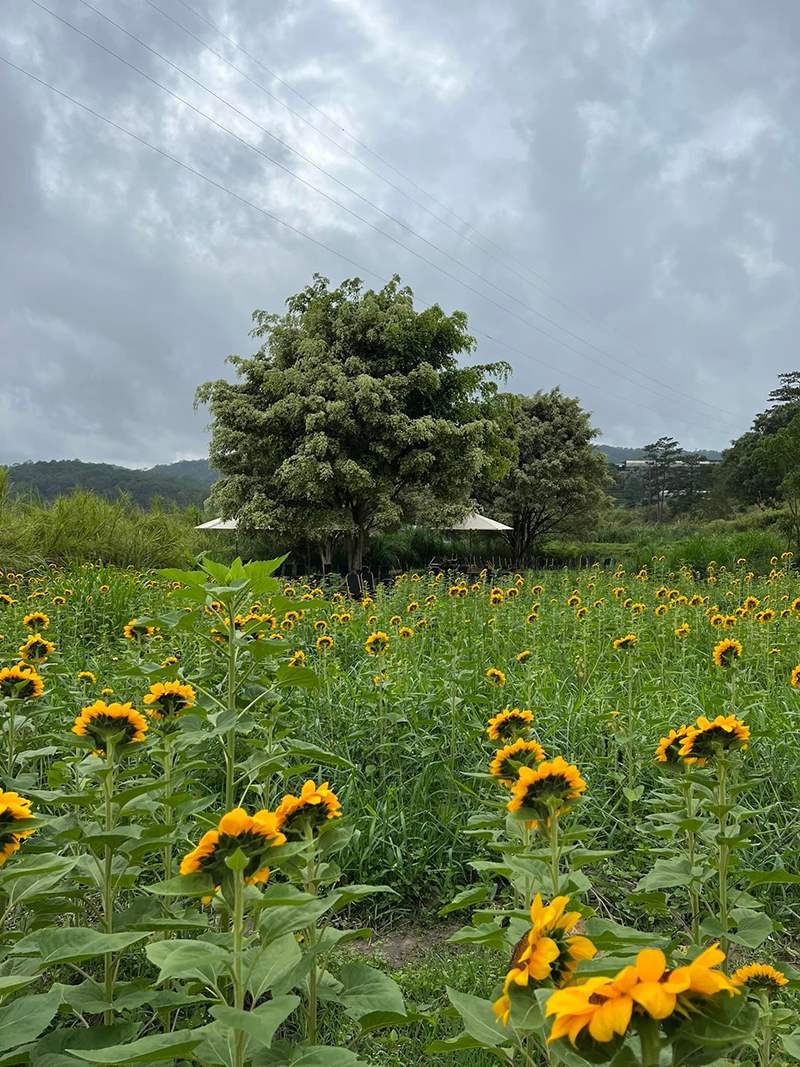 C&aacute;nh đồng hoa hướng dương nở rộ dưới bầu trời nhiều m&acirc;y, với h&agrave;ng c&acirc;y xanh ph&iacute;a xa.