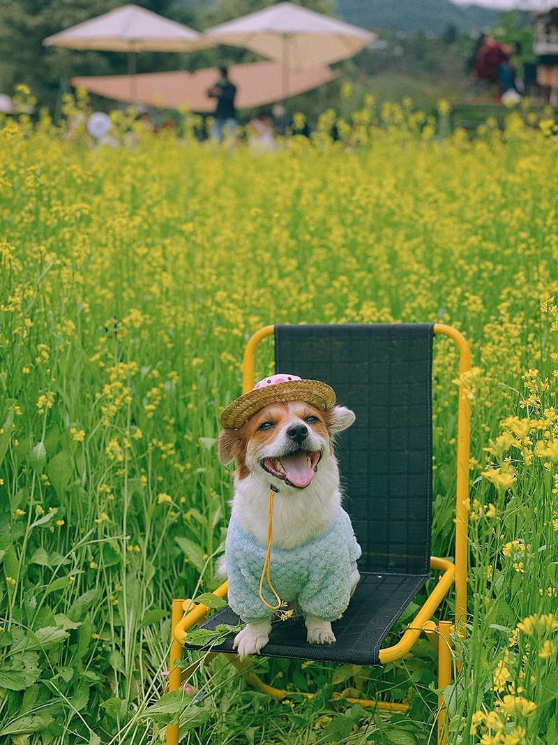 Ch&uacute; ch&oacute; ngồi tr&ecirc;n ghế giữa c&aacute;nh đồng hoa v&agrave;ng, đội mũ nhỏ, mặc &aacute;o xanh.