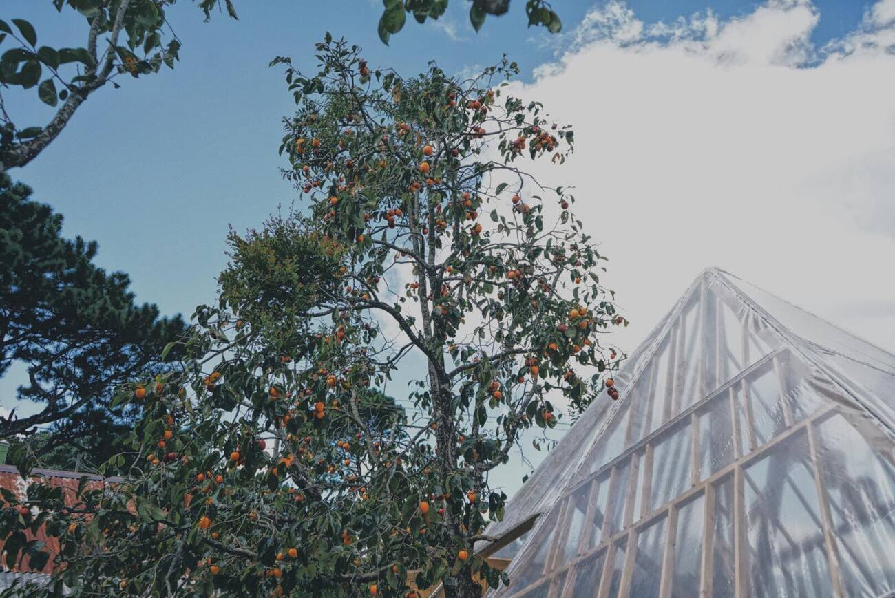 C&acirc;y trĩu quả gần một nh&agrave; k&iacute;nh trong suốt dưới bầu trời xanh v&agrave; m&acirc;y trắng.