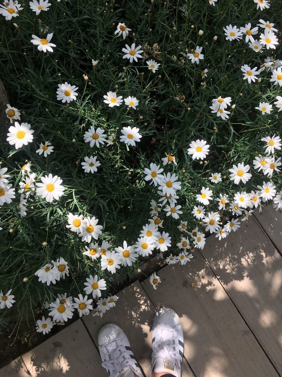 Đ&ocirc;i gi&agrave;y trắng b&ecirc;n cạnh bụi hoa c&uacute;c trắng tr&ecirc;n nền đất v&agrave; gỗ.