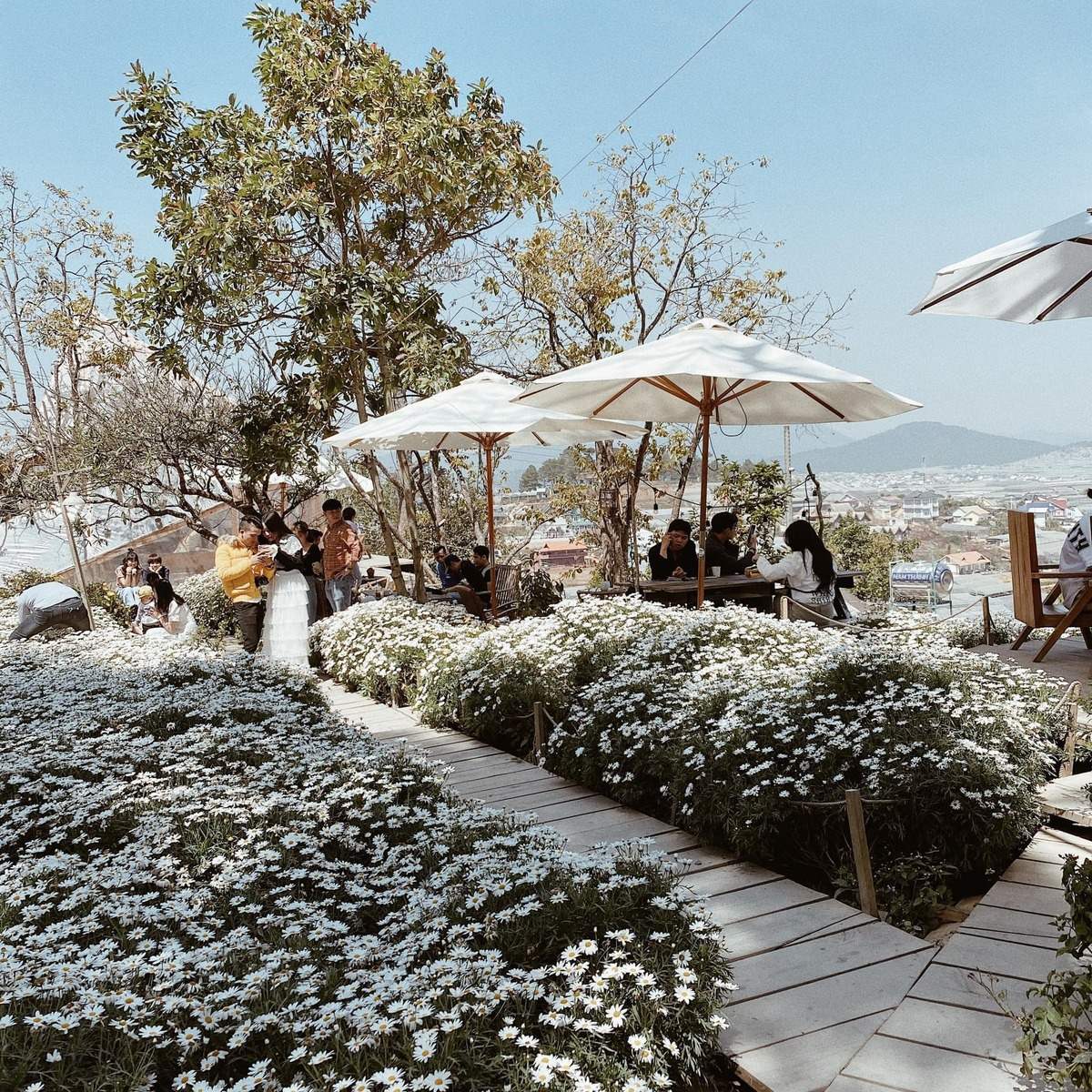 Khu vườn hoa c&uacute;c trắng với lối đi l&aacute;t gỗ, c&oacute; người ngồi dưới &ocirc; d&ugrave;, khung cảnh tho&aacute;ng đ&atilde;ng v&agrave; thư gi&atilde;n.