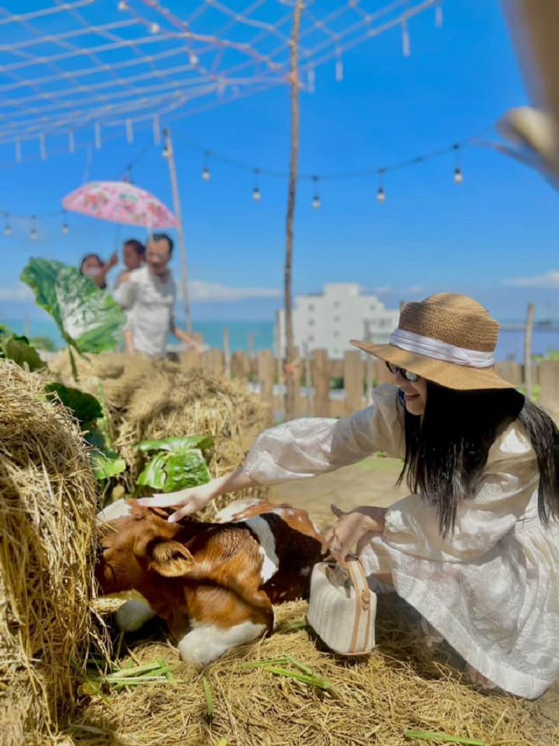 Người phụ nữ đội mũ rộng vành vuốt ve con bê nằm trên rơm, phía sau là bầu trời xanh và vài người dưới ô.