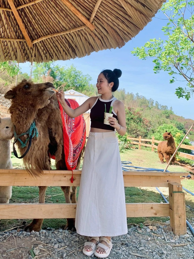 Người phụ nữ cho lạc đà ăn dưới mái lá, tay cầm cốc, xung quanh là cây cối và hàng rào gỗ.