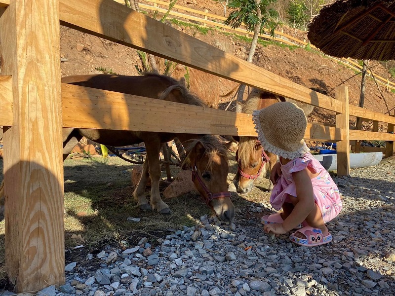 Một em bé đội nón rơm đang cúi gần hai chú ngựa nhỏ bên hàng rào gỗ, trong khung cảnh ngoài trời.