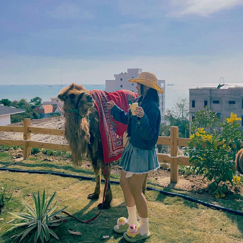 Người đội mũ rơm đứng cạnh lạc đà có tấm thảm trên lưng, phông nền là biển và các tòa nhà.