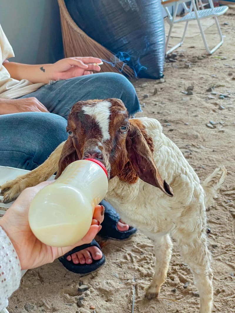 Người cho dê con uống sữa từ bình trong không gian ngoài trời.