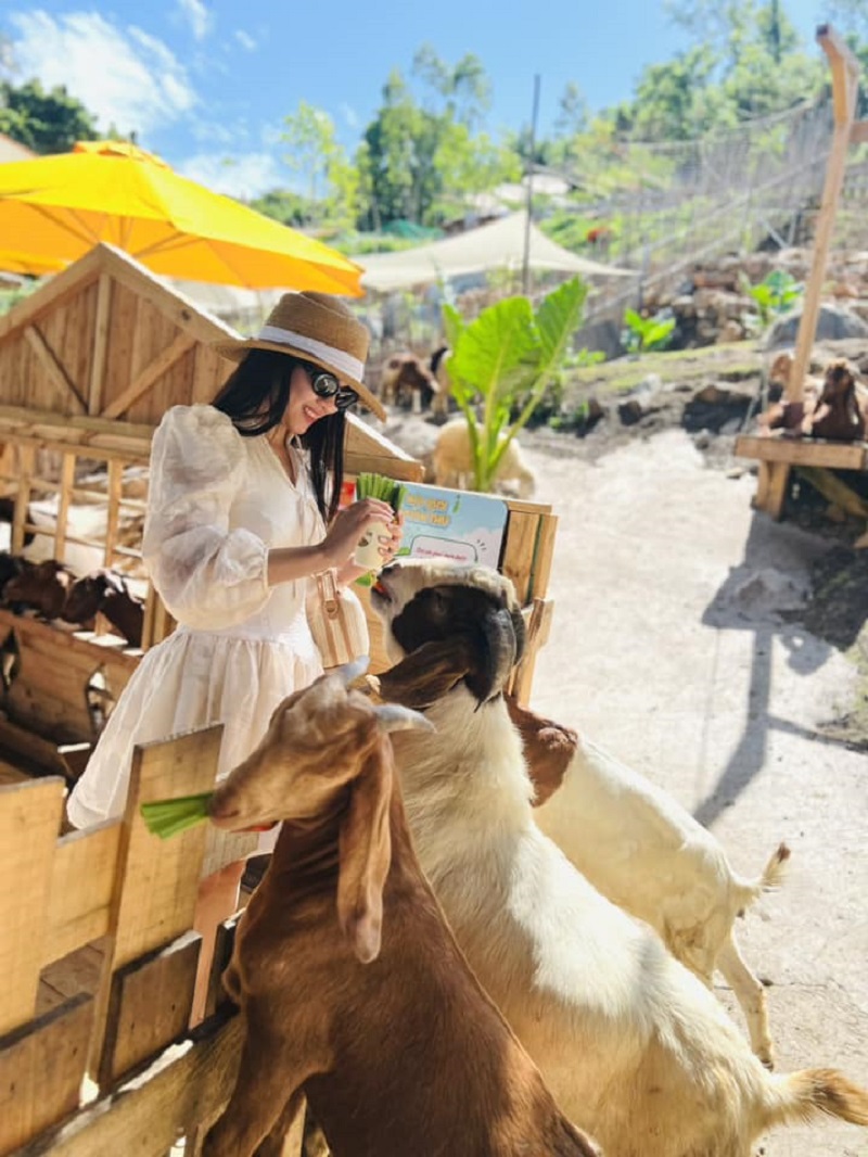 Người phụ nữ đội mũ cho dê ăn rau tại trang trại, bên cạnh là chiếc ô màu vàng và khung cảnh thiên nhiên.