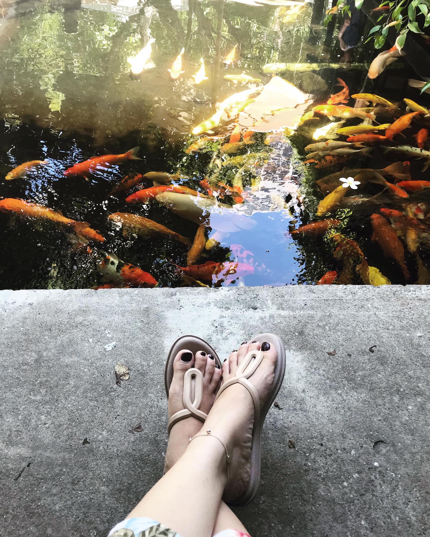 Ch&acirc;n đang thư gi&atilde;n b&ecirc;n hồ c&aacute; koi với nhiều c&aacute; m&agrave;u sắc bơi lội dưới &aacute;nh s&aacute;ng tự nhi&ecirc;n.