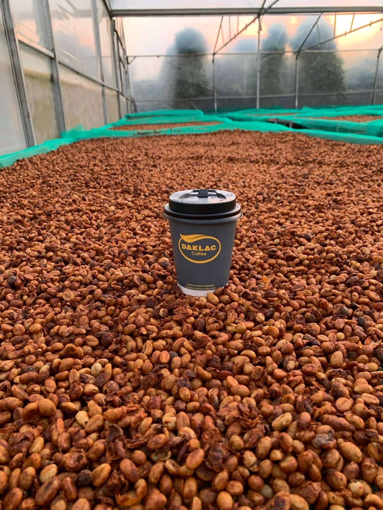 Cốc c&agrave; ph&ecirc; đặt tr&ecirc;n bề mặt hạt c&agrave; ph&ecirc; đang phơi trong nh&agrave; k&iacute;nh.