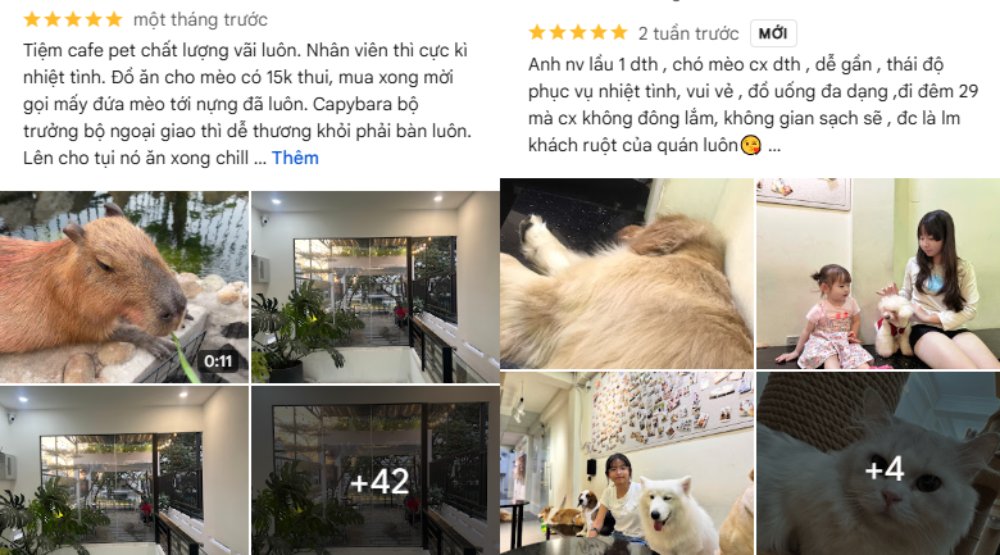 Khám Phá 8 Quán Cafe Mèo TPHCM: Thiên Đường Cho Tín Đồ Yêu Mèo 28 Hình ảnh đánh giá quán cà phê thú cưng với capybara, chó, mèo và không gian quán sạch sẽ, thoải mái.