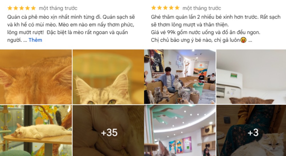 Khám Phá 8 Quán Cafe Mèo TPHCM: Thiên Đường Cho Tín Đồ Yêu Mèo 32 Các hình ảnh của một quán cà phê mèo với mèo và khách hàng thư giãn bên trong không gian ấm cúng.