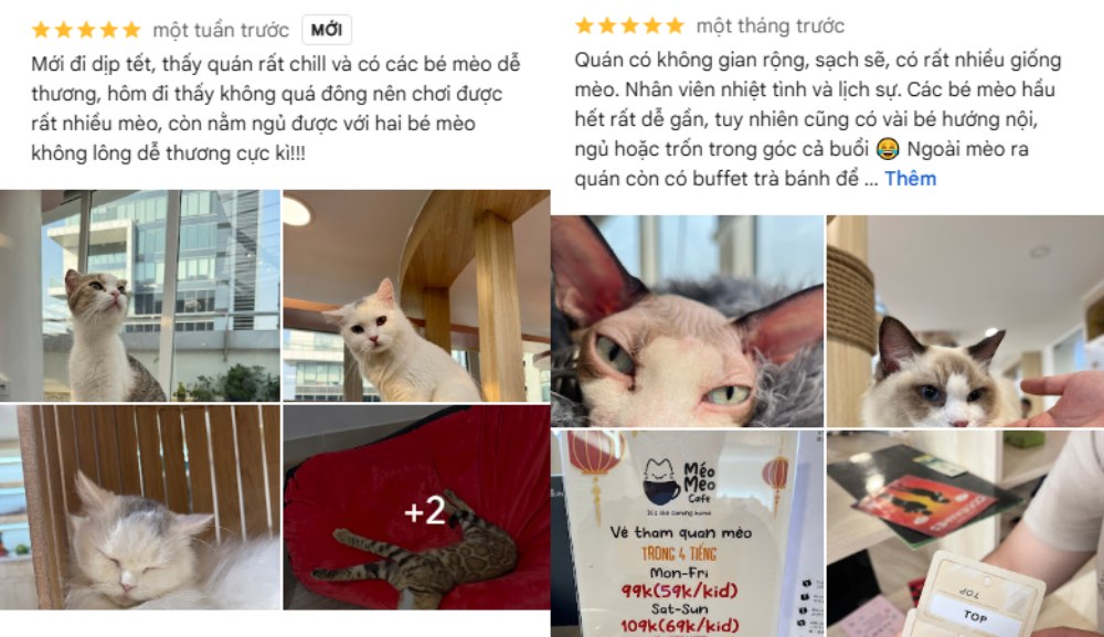 Khám Phá 8 Quán Cafe Mèo TPHCM: Thiên Đường Cho Tín Đồ Yêu Mèo 21 Các hình ảnh về mèo trong quán cà phê, bao gồm nhiều giống mèo khác nhau và bảng giá vé tham quan quán.