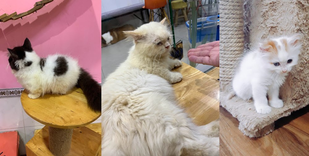 Ba chú mèo với bộ lông khác nhau, mỗi con nằm trên bề mặt gỗ hoặc sàn, trong môi trường trong nhà.