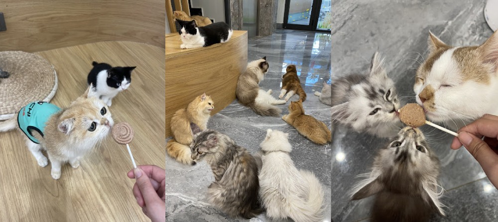 Khám Phá 8 Quán Cafe Mèo TPHCM: Thiên Đường Cho Tín Đồ Yêu Mèo 30 Ba bức ảnh về những chú mèo với nhiều tư thế khác nhau và đang thưởng thức đồ ăn trên que.