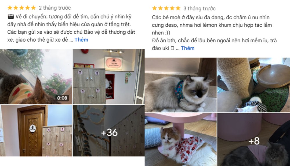 Khám Phá 8 Quán Cafe Mèo TPHCM: Thiên Đường Cho Tín Đồ Yêu Mèo 17 Hình ảnh các chú mèo đang nằm thư giãn trong không gian ấm cúng của quán cà phê mèo.