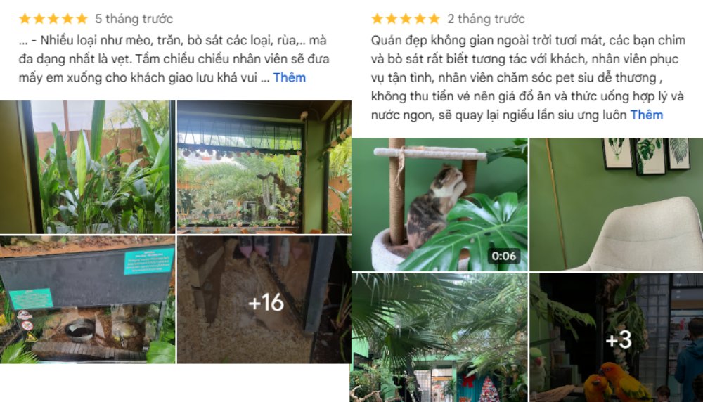 Khám Phá 8 Quán Cafe Mèo TPHCM: Thiên Đường Cho Tín Đồ Yêu Mèo 9 Hình ảnh ghép từ nhiều ảnh nhỏ về quán cà phê có không gian xanh và động vật như chó mèo, chim trong lồng.