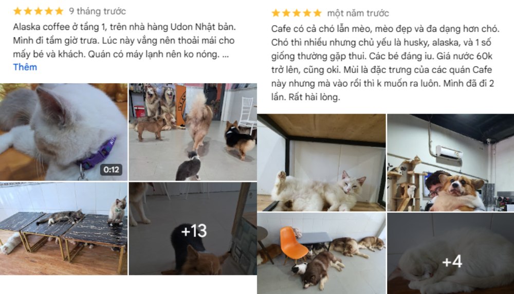 Khám Phá 8 Quán Cafe Mèo TPHCM: Thiên Đường Cho Tín Đồ Yêu Mèo 13 Quán cà phê với nhiều chó và mèo, một số đang nằm nghỉ ngơi trên bàn và sàn nhà. Có máy lạnh và không gian thoáng.