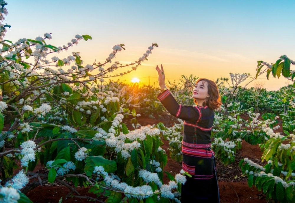 Người phụ nữ trong trang phục truyền thống đứng giữa vườn hoa cà phê nở rộ dưới ánh hoàng hôn.