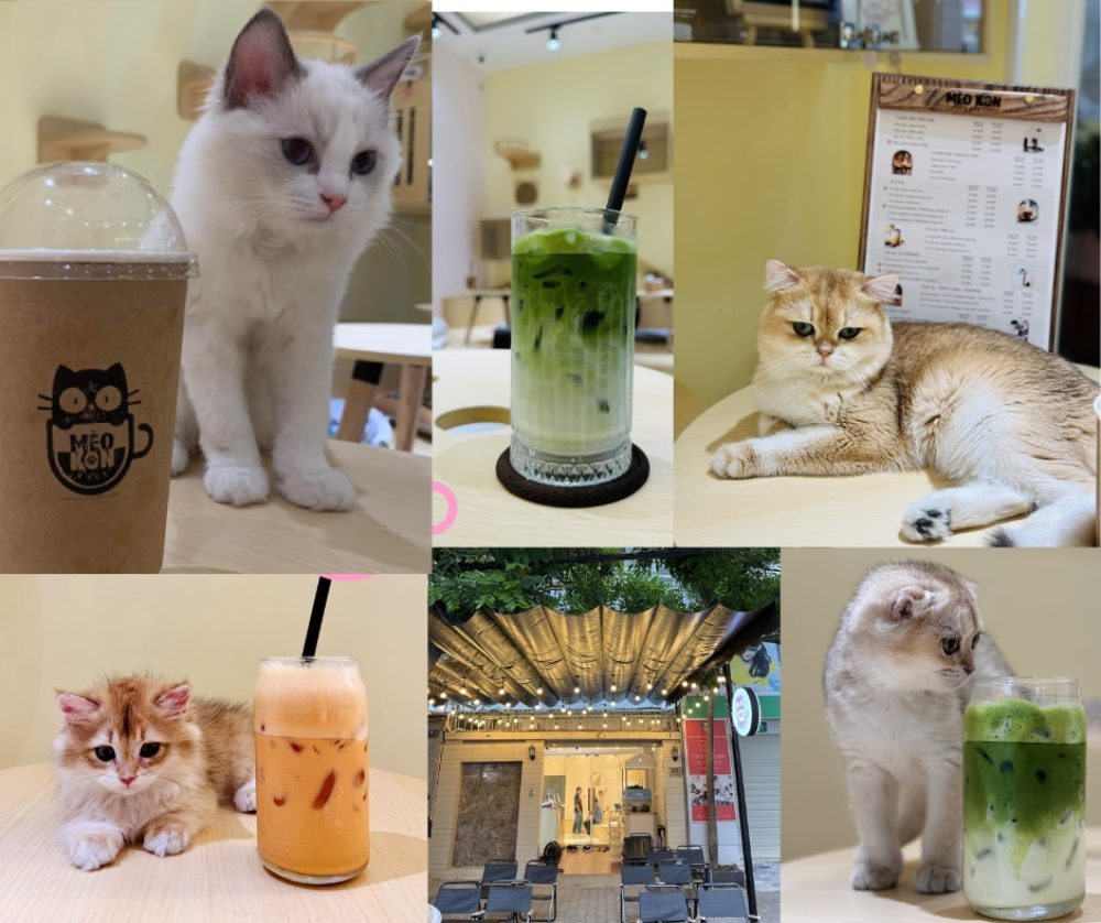 Khám Phá 8 Quán Cafe Mèo TPHCM: Thiên Đường Cho Tín Đồ Yêu Mèo 23 Quán cà phê với mèo và thức uống đa dạng, bao gồm trà sữa và latte matcha, không gian thân thiện và ấm cúng.