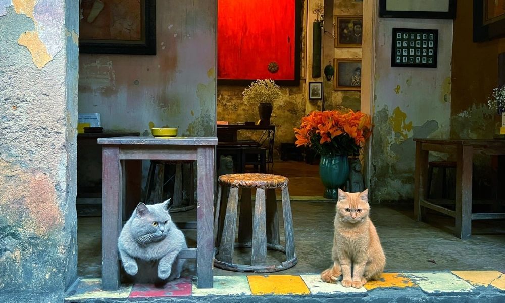 Khám Phá Top 6 Quán Cà Phê Trịnh Hấp Dẫn Tại Cầu Giấy 6 Hai con mèo ngồi trước quán cà phê nhỏ, xung quanh là bàn ghế gỗ và bình hoa, không gian ấm cúng và cổ điển.