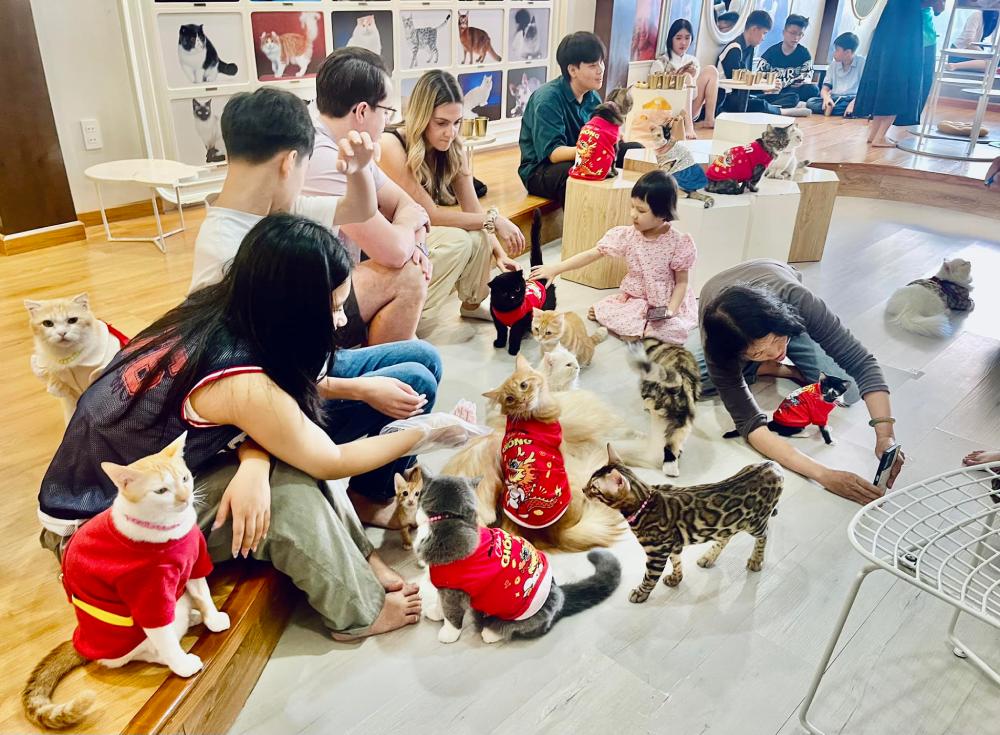 Khám Phá 8 Quán Cafe Mèo TPHCM: Thiên Đường Cho Tín Đồ Yêu Mèo 3 Nhóm người ngồi trên sàn, xung quanh là nhiều mèo mặc áo đỏ, trong một không gian trong nhà sáng sủa.