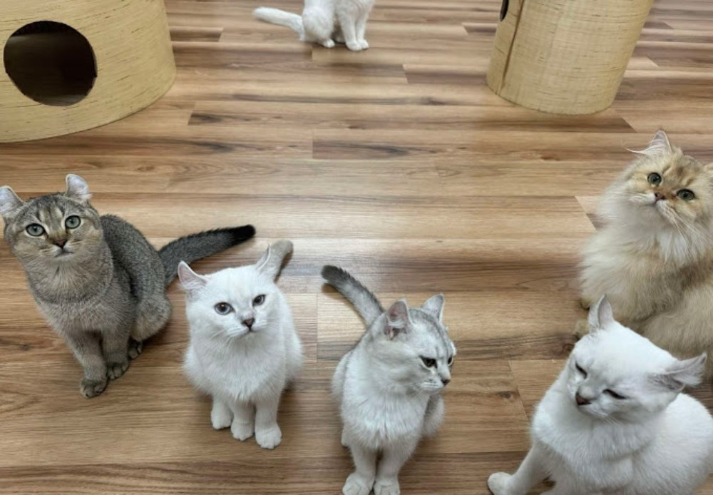 Khám Phá 8 Quán Cafe Mèo TPHCM: Thiên Đường Cho Tín Đồ Yêu Mèo 26 Năm con mèo với bộ lông đa dạng ngồi trên sàn gỗ trong căn phòng, xung quanh là đồ chơi cho mèo.