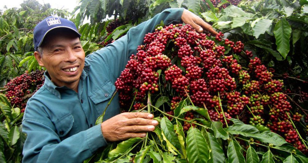 Người đàn ông đang thu hoạch cà phê chín đỏ trên cây, xung quanh là nhiều lá xanh.