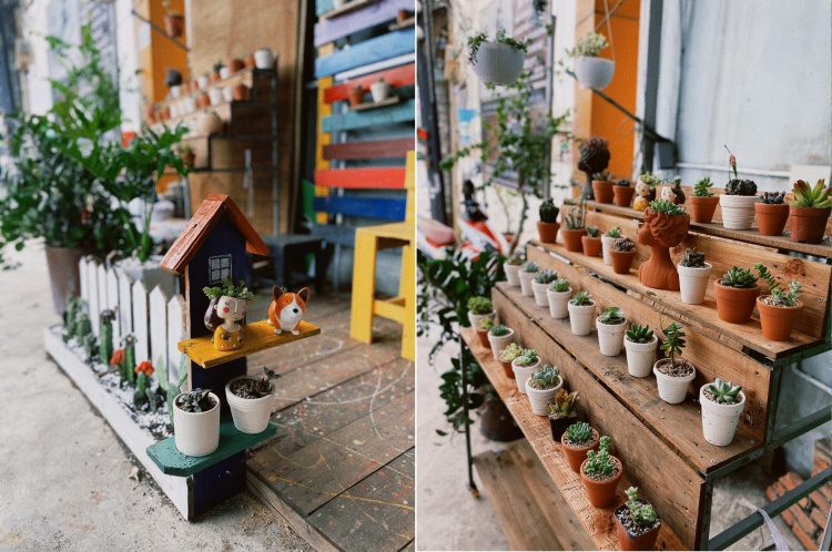 Kệ gỗ trưng b&agrave;y nhiều chậu c&acirc;y nhỏ v&agrave; trang tr&iacute;, nền l&agrave; tường v&agrave; cửa sổ s&aacute;ng m&agrave;u.