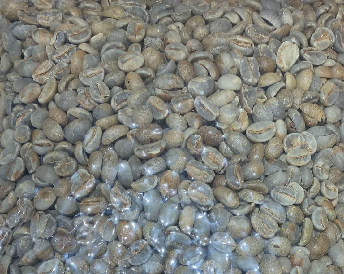 cà phê Yellow Bourbon