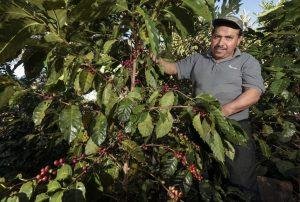 2 blue harvest el salvador 1024x690 1 300x202 1 1