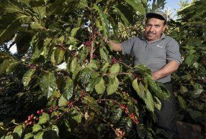 Người đàn ông đứng bên cạnh cây cà phê với trái chín đỏ, dưới ánh nắng ban ngày.